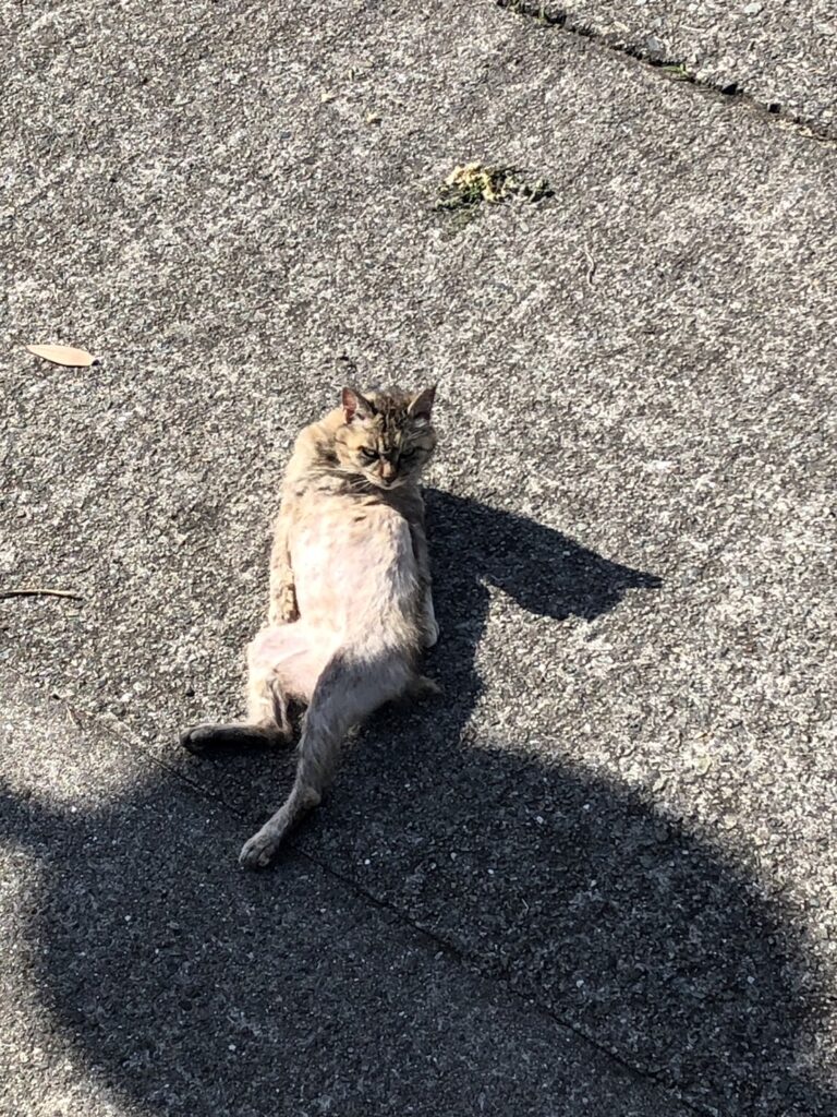 入力した猫の写真